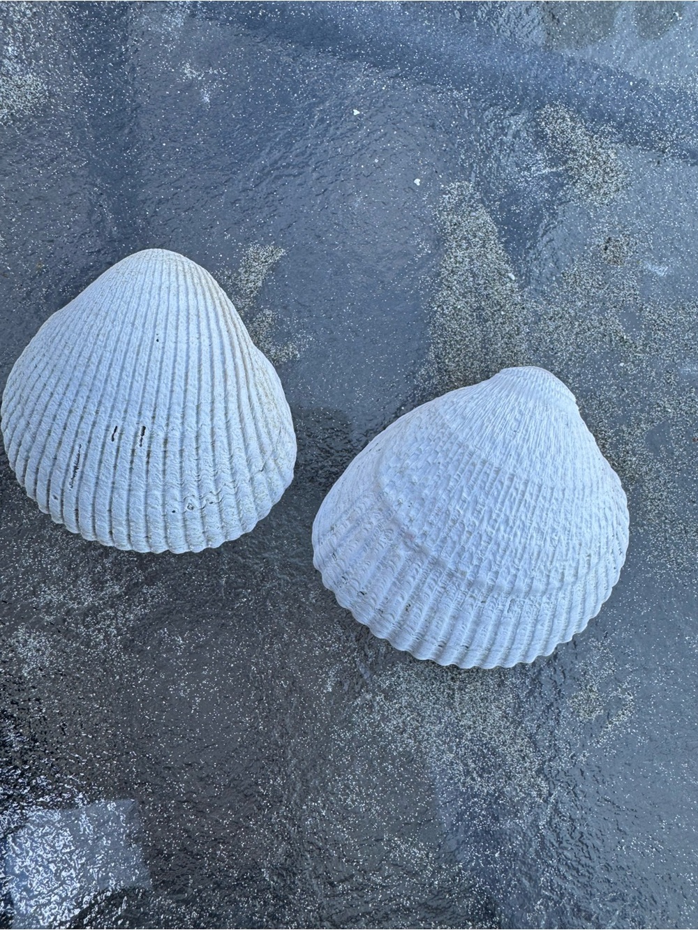 PNW Assorted White Seashell Collection - Picture 6 of 9